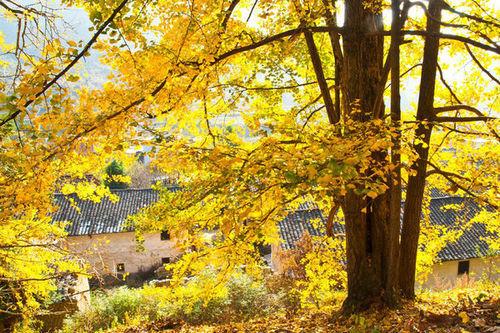 坪田千年古銀杏樹