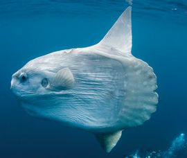Ocean sunfish Ocean sunfish
