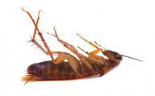 小強[漢語詞語]