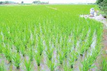 廖村村[廣西南寧市橫縣蓮塘鎮下轄村]