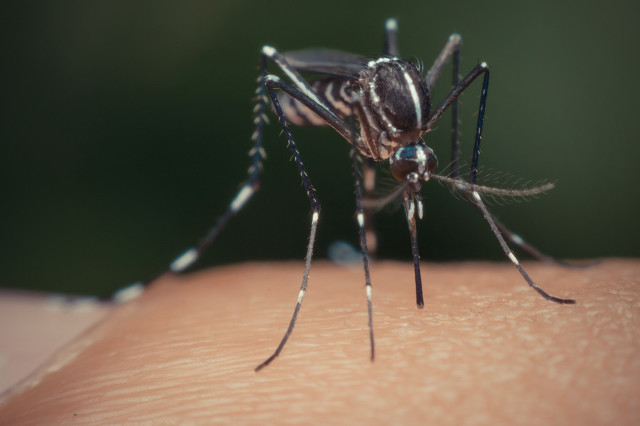蚊子咬完你，還“吐痰”傳播疾病給你