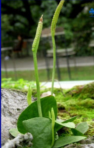 瓶爾小草目 瓶爾小草目