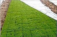 清水大米 清水大米