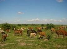 河套平原——內蒙古的魚米之鄉