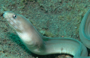 白緣裸胸鯙 白緣裸胸鯙