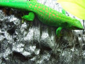 馬達加斯加日間壁虎