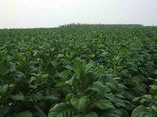 梓里鄉農業產業