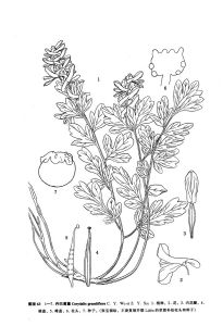 丹巴黃堇（雲南植物研究）圖版63：1-7