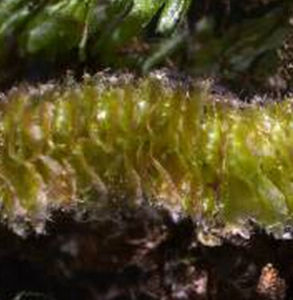 大歧舌苔 大歧舌苔