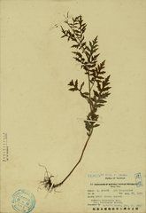 台灣劉寄奴 台灣劉寄奴