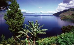 曼特寧咖啡主要產地蘇門答臘島