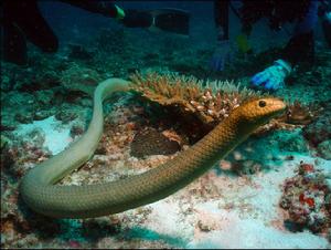 青環海蛇