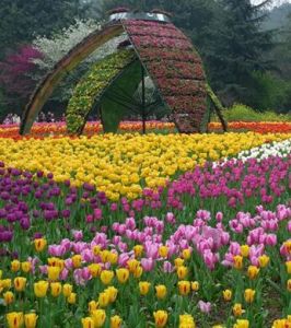 重慶花木世界 重慶花木世界