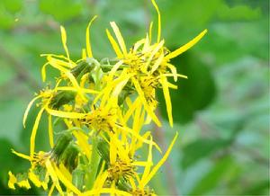 岷縣橐吾 岷縣橐吾