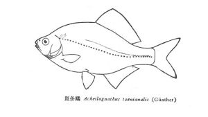 斑條刺鯖皺 斑條刺鯖皺