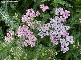 飛天蜈公草 飛天蜈公草