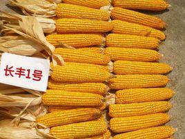 長豐1號 長豐1號