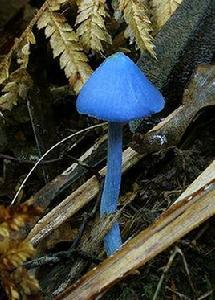 霍氏粉褶菌 霍氏粉褶菌