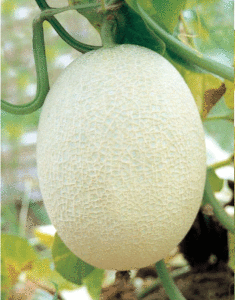 雜選一號 雜選一號