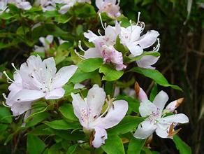薄葉馬銀花 薄葉馬銀花
