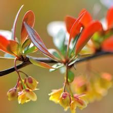 金江小檗 金江小檗