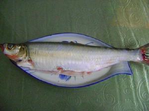 漳河水庫翹嘴鮊 漳河水庫翹嘴鮊