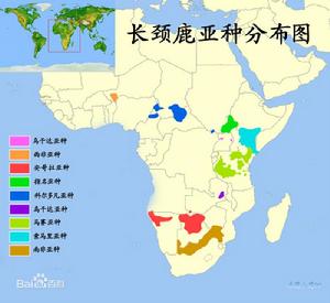 長頸鹿亞種分布圖