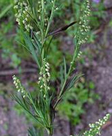 狹葉牡蒿 狹葉牡蒿