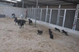 大連丁丁寵物犬舍 大連丁丁寵物犬舍