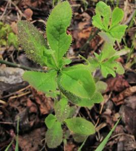 昆明雞腳黃連 昆明雞腳黃連