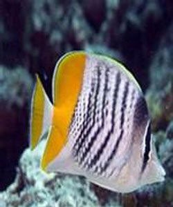 默氏蝴蝶魚 默氏蝴蝶魚