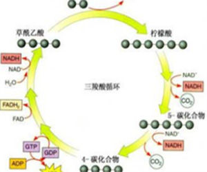 還原當量 還原當量