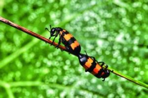 麗斑芫菁 麗斑芫菁