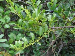 疣枝寄生藤 疣枝寄生藤