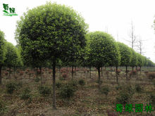 四川桂花 高桿桂花 蜀綠桂花樹