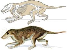 中生代哺乳動物及其化石