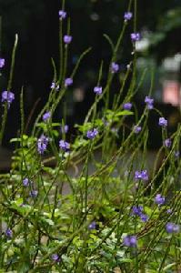 假馬鞭草 假馬鞭草