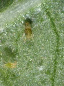 二斑葉蟎 二斑葉蟎