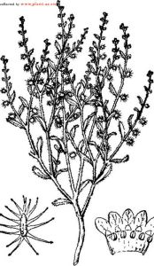 狹果鶴虱 狹果鶴虱