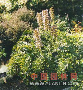 刺老鼠簕 刺老鼠簕