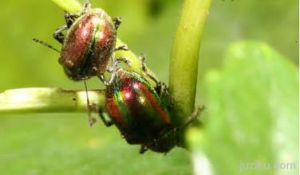 大紫艷金花蟲 大紫艷金花蟲