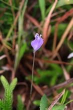 香港水玉簪 香港水玉簪