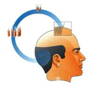 長壽毛囊 長壽毛囊