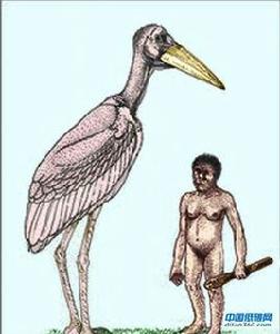 巨型禿鸛 巨型禿鸛