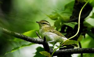 白斑尾柳鶯的分布