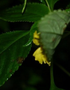 川滇鳳仙花 川滇鳳仙花