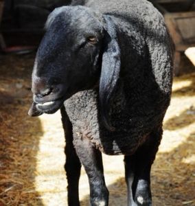 刀郎羊“身價”驟漲至千萬元被指炒作