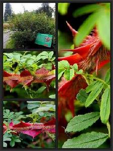 峨眉薔薇 峨眉薔薇