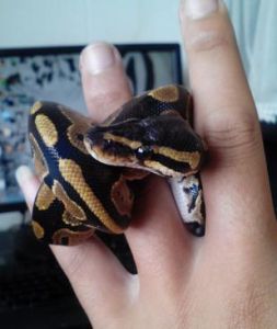 Ball python