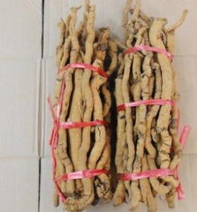 牛筋條根 牛筋條根